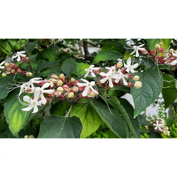 Clerodendrum trichotomum - Kései végzetfa 30/40