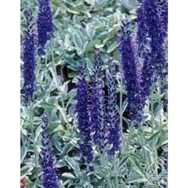 Veronica incana 'Silbersee' – Szürke veronika Cs9