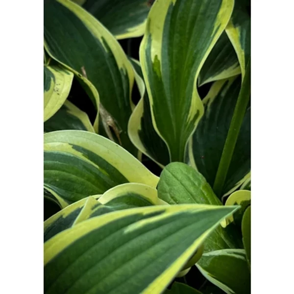 Hosta 'Queen Josephine' – Árnyékliliom Cs14
