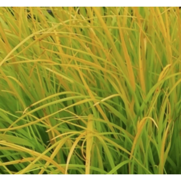 Pennisetum (Lumen Gold) Jommenik  - Sárga levelű tollborzfű D14