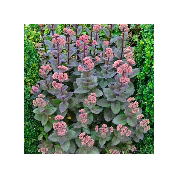 Sedum José Aubergine- Varjúháj D14