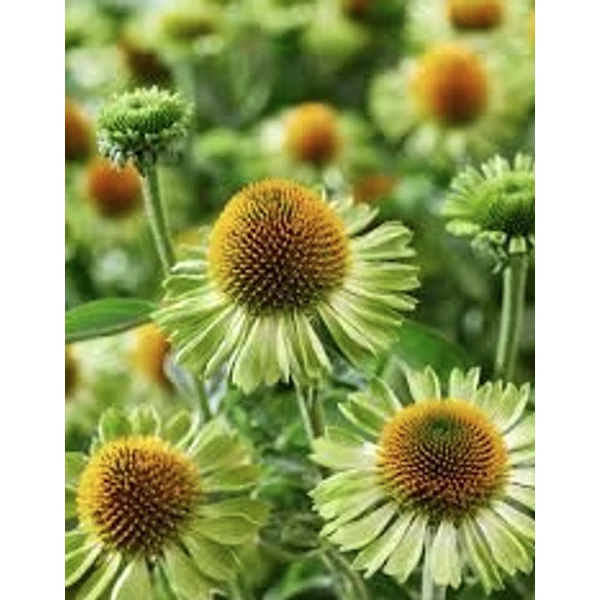 Echinacea purpurea Jeaolousy - Kasvirág CS15