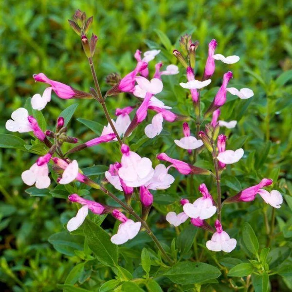 Salvia greggii Dyson's Joy őszi zsálya CS14