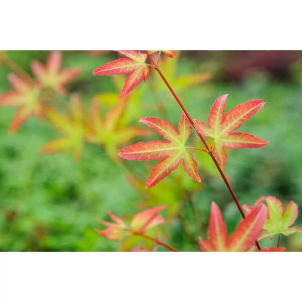 Acer palmatum Little princess - Japán juhar FL 40-60