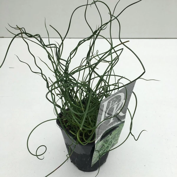 Juncus effusus Spiralis – Csavart szittyó P13 30/40