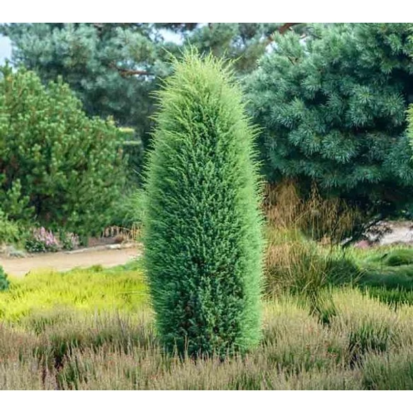 Juniperus communis Hibernica - Ír oszlopos boróka 125-150 K25/35