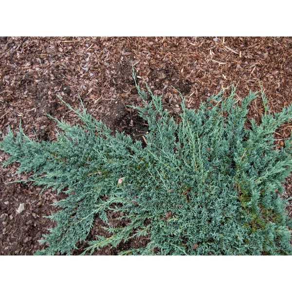 Juniperus horizontalis Icee Blue Monber BPR - Kék terülő boróka K2 20/40