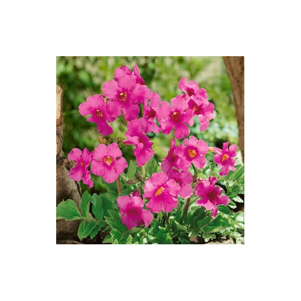 Incarvillea Delavayi -  Jünnani Tölcsérgyökér Cs14