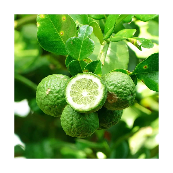 Citrus hystrix Kaffir Lime alacsony törzsön 50/60 cm