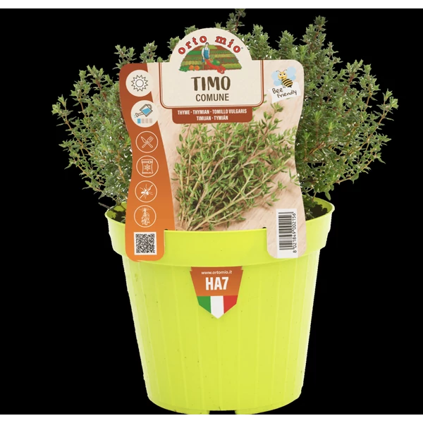 Fűszernövény Prémium palánta Kakukkfű CS14