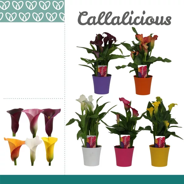 Zantedeschia Colors Mix Calla - Kála színkeverék színes kaspóban P10,5 40/50