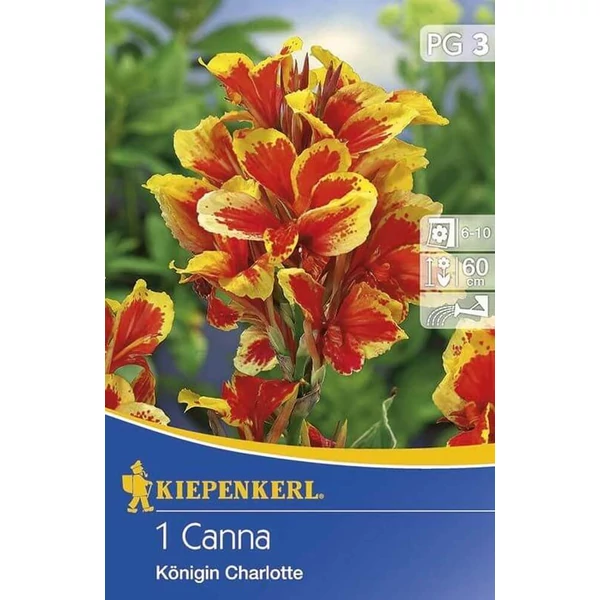 Kiepenkerl Canna törpe Queen Charlotte 1db/cs