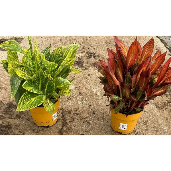 Canna tropocanna 'Downunder Dreams' - Kannavirág K 3,5