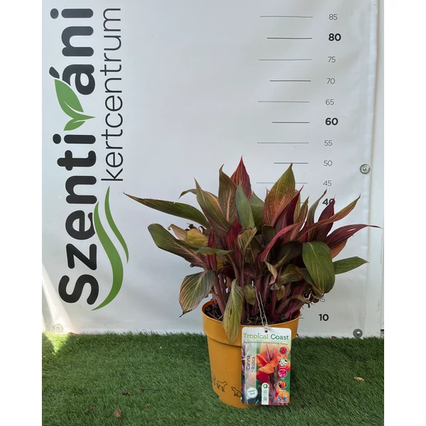 Canna tropocanna 'Downunder Dreams' - Kannavirág K 3,5