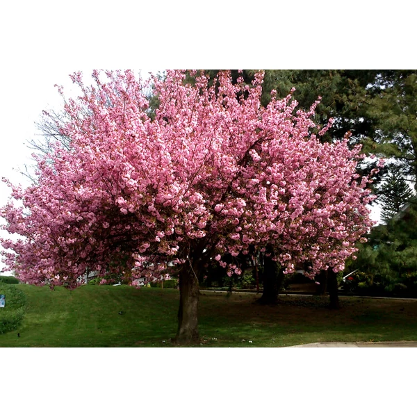 Prunus serrulata 'Kansan' - Rózsaszín virágú japán díszcseresznye K25 8/10