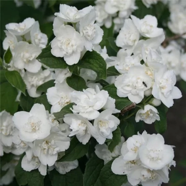 Philadelphus Virginal -  Teltvirágú jezsámen K2 40-60