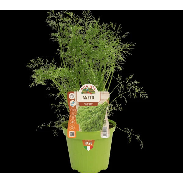 Palánta Prémium Kapor CS14