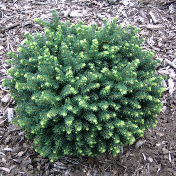 Picea omorika ‘Karel’ – Törpe gömb szerb lucfenyő K3,5 20/30