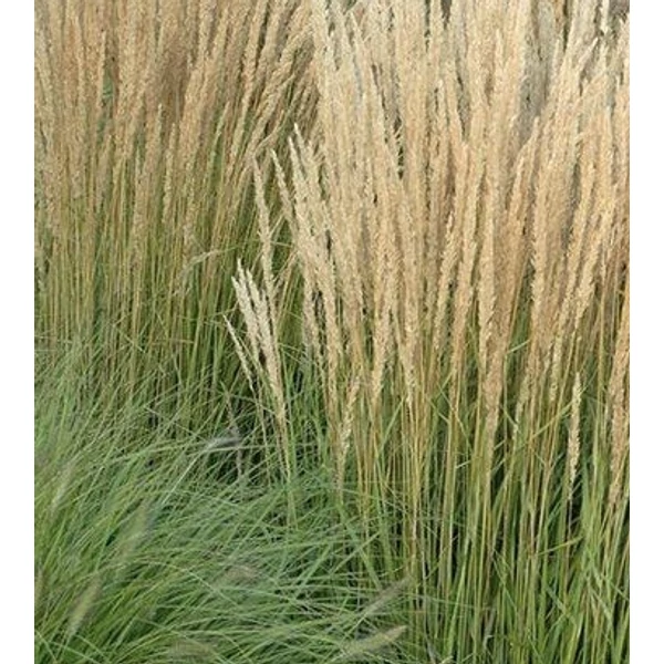 Molinia arundinacea Karl Foerster - Magas kékperje CS14
