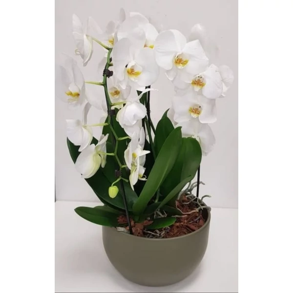 Orchidea beültetés 30cm kaspóban Extra