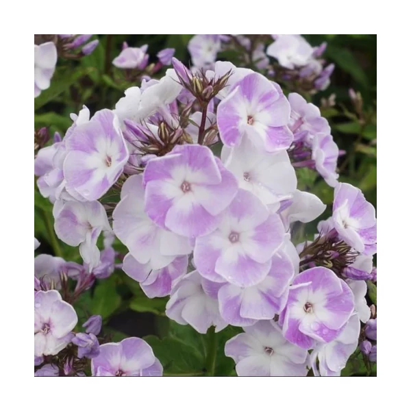 Phlox paniculata 'Katherine' - Bugás lángvirág Cs17