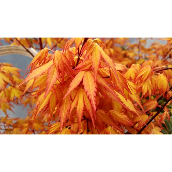 Acer palmatum ‘Katsura’ – Sárgás-narancs lombú japán juhar K20 125/150