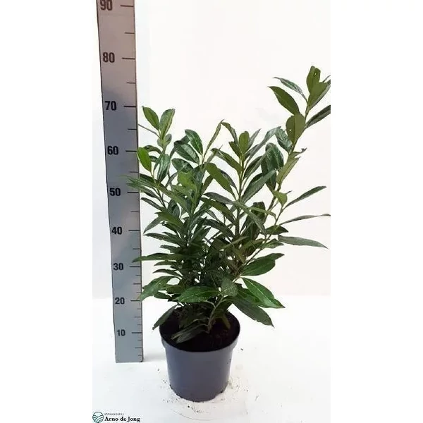 Prunus laurocerasus 'Caucasia' - Kaukázusi babérmeggy K21l 70cm