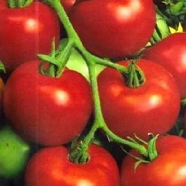 Palánta Paprika,Paradicsom Iván Cs10,5