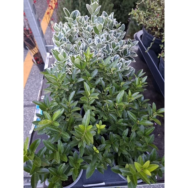 Euonymus - Kecskerágó CS13