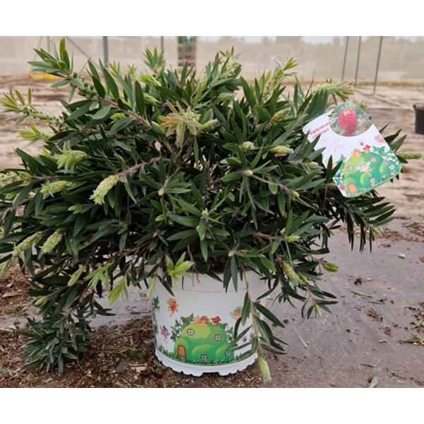 Callistemon citrinus esplendens - Citromillatú kefevirág P3,4 bokor 50/60