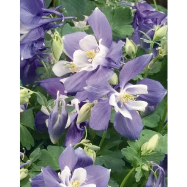 Aquilegia 'Spring Magic Navy and White' - Harangláb D14