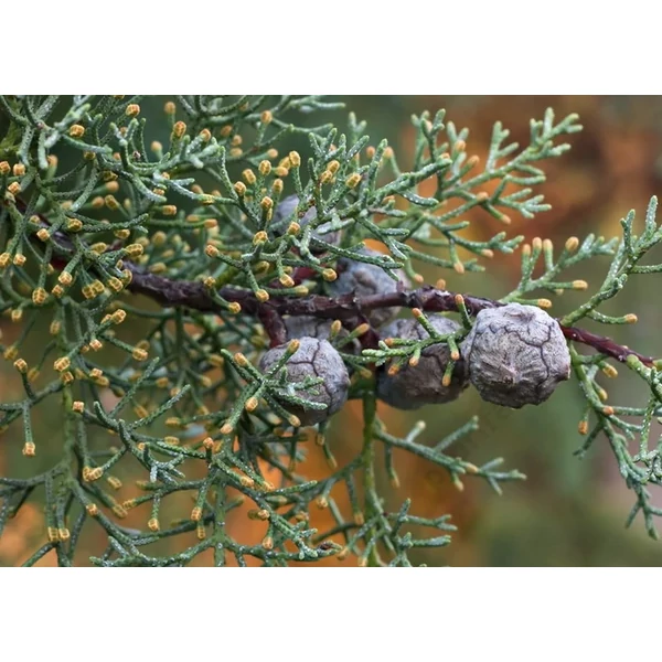 Cupressus arizonica  – Kék arizóniai ciprus 225+