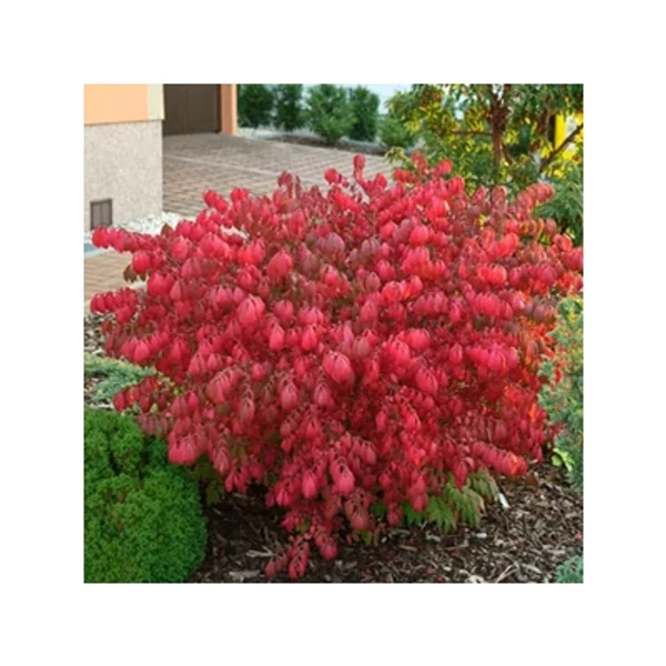 Euonymus alatus  - Szárnyas kecskerágó 1/2 Standard CLT30