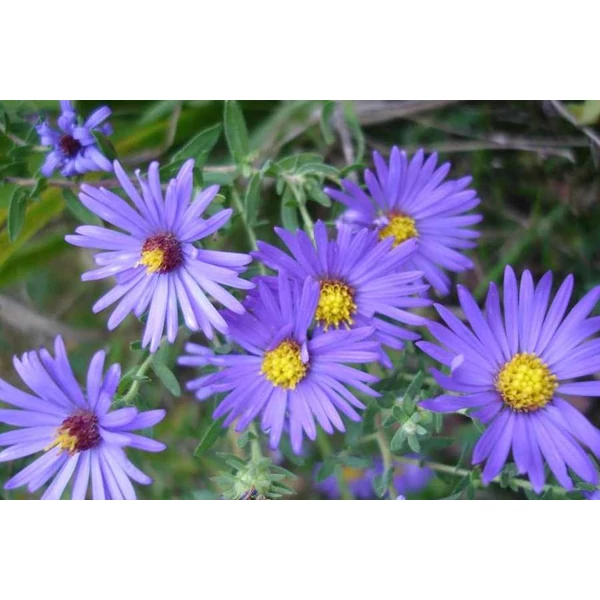 Aster oblongifolius October Skies - Őszirózsa