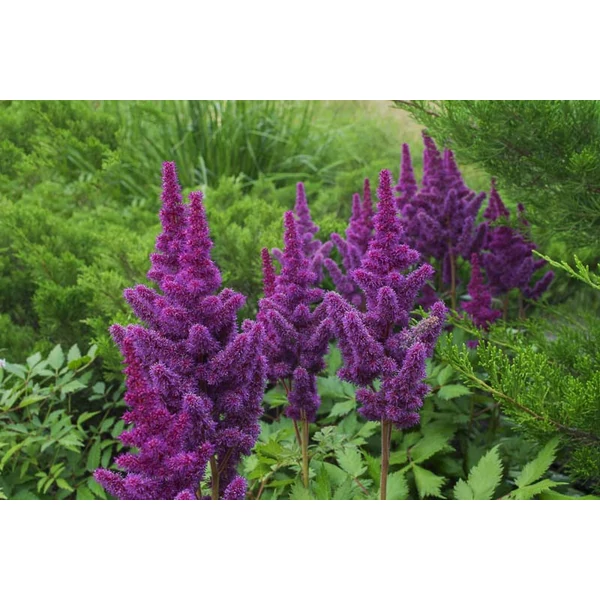 Astilbe - Tollbuga Black Pearls Cs2L