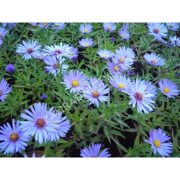 Aster dumosus  Blauer Gletscher - Törpe őszirózsa