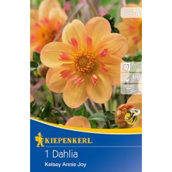 Kiepenkerl Dália gumó Kelsey Annie Joy 1db/cs