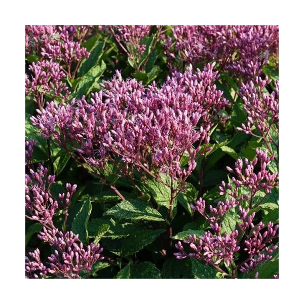 Eupatorium purpureum Ruby – Sédkender CS14
