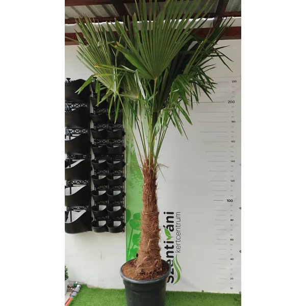 Trachycarpus fortunei - Kínai kenderpálma K30 90-100 törzsön