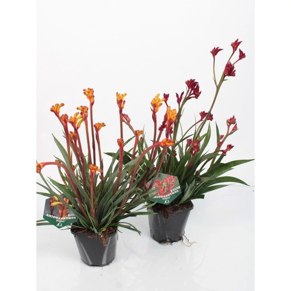 Anigozanthos hibrido  MIX - Kengurumancs  K17