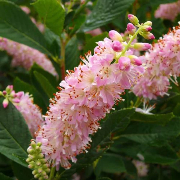 Clethra Alnifolia Rose Borscserje K2
