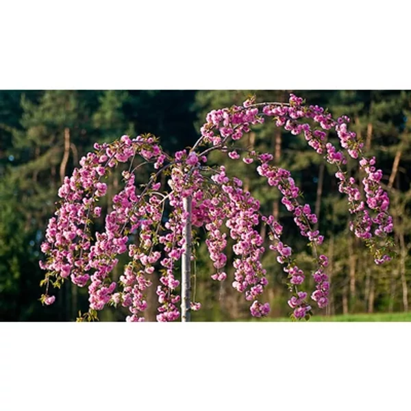 Prunus serrulata 'Kiku-shidare-zakura' - Japán díszcseresznye 140-160 K10/15