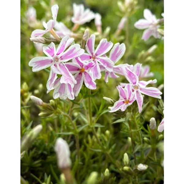 Phlox subulata 'Kimono Pink White' - Árlevelű lángvirág D14
