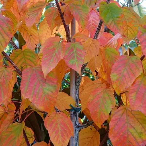 Acer davidii Viper Közép - Kínai kígyókérgű juhar K15 100/150