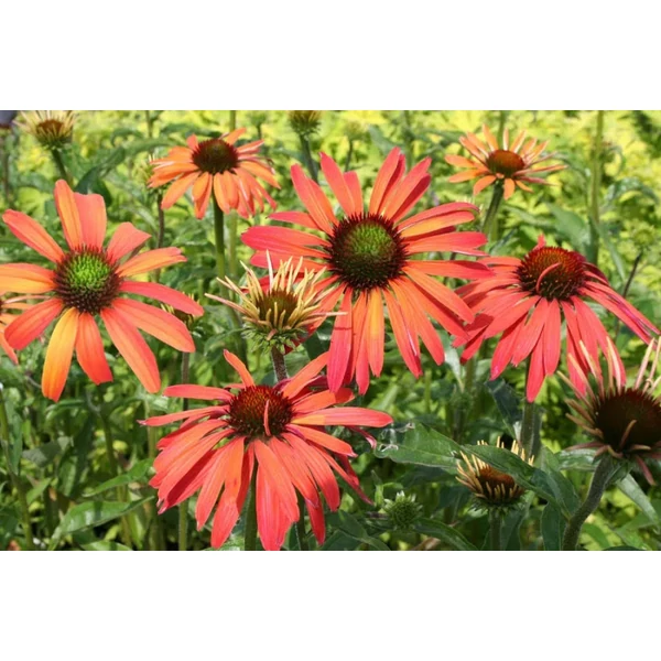 Echinacea Sunseekers Coral Kasvirág CS15