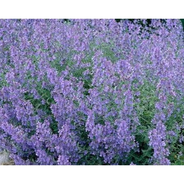 Nepeta x faassenii Kit Cat - Macskamenta CS9