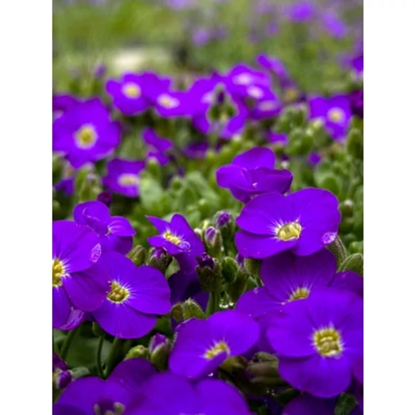 Aubrieta gracilis Kitte Blue - Apró pázsitviola CS9