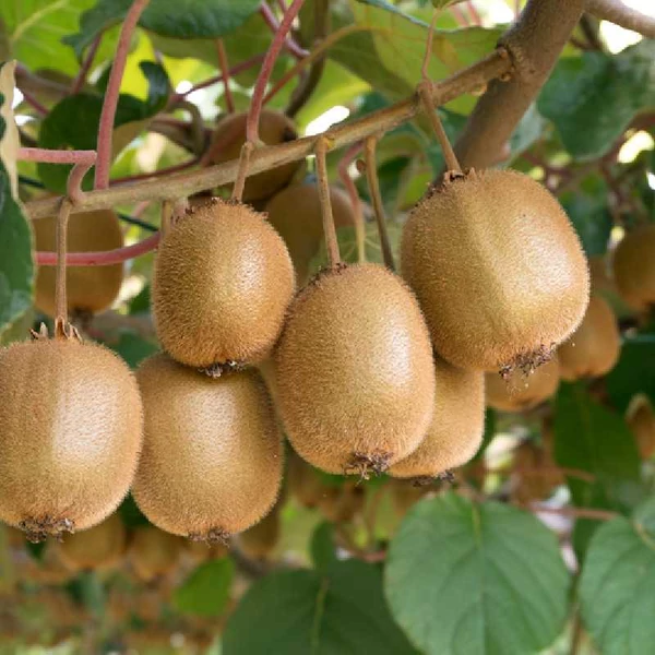 Actinidia - Termős Kivi K2 