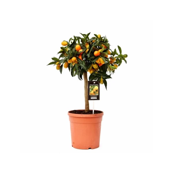 Szivárvány narancs 80 cm 