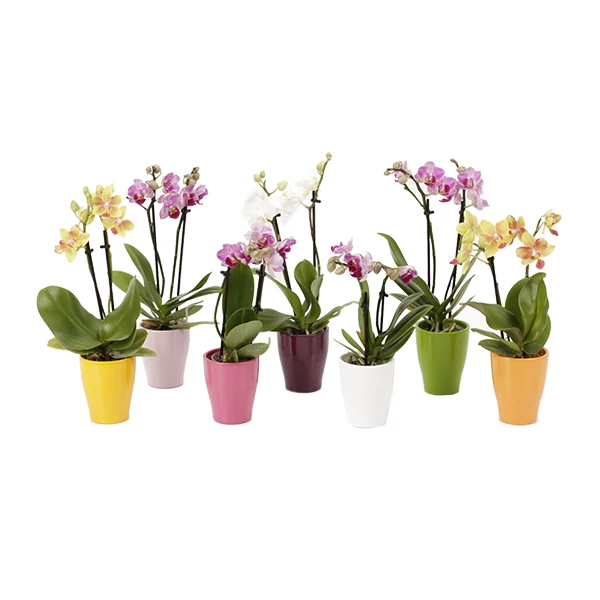 Orchidea 3 szálas kaspóval